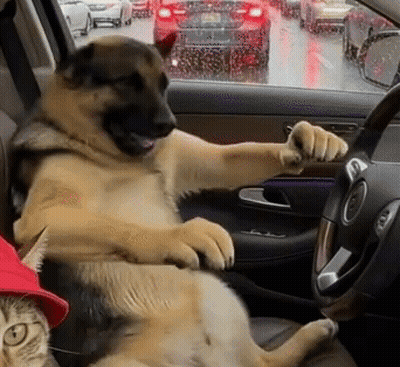 A Dog Is Sitting In The Driver 'S Seat Of A Car . GIF