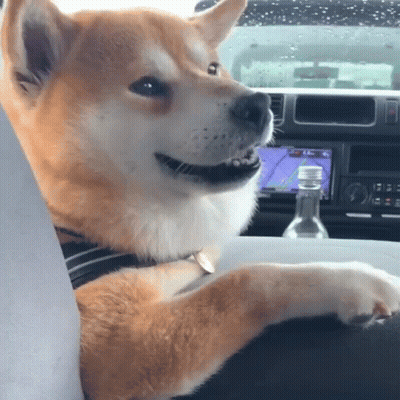 A Dog Is Sitting In The Driver 'S Seat Of A Car With A Bottle Of Water In The Background GIF