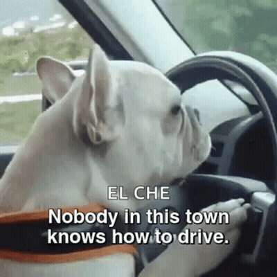 A Dog Is Sitting In The Driver 'S Seat Of A Car With The Words El Che Nobody In This Town Knows How To Drive . GIF