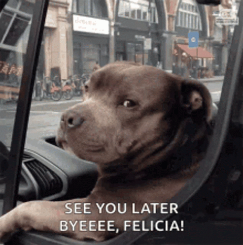 A Dog Is Sitting In The Driver 'S Seat Of A Car With The Words See You Later Byeee Felicia GIF