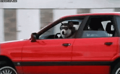 A Dog Is Sitting In The Driver 'S Seat Of A Red Car With Its Head Out The Window . GIF