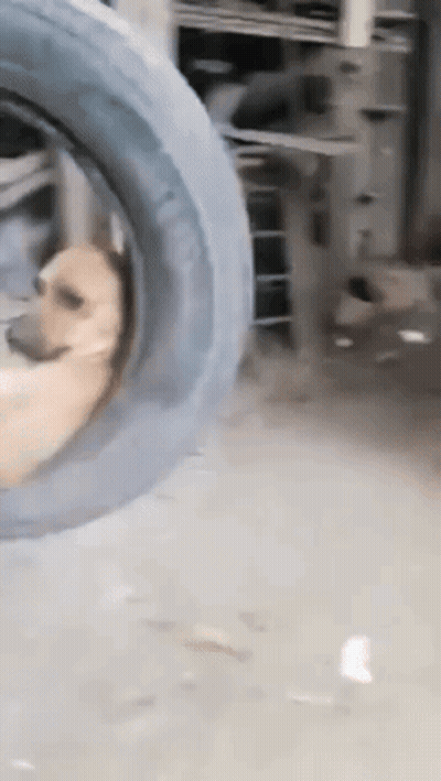 A Dog Is Sitting Inside Of A Tire On A Swing GIF