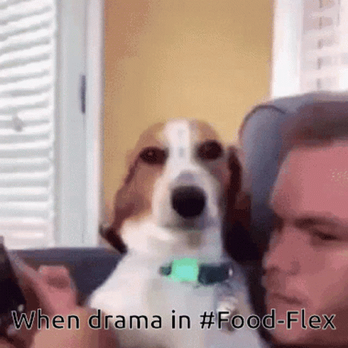 A Dog Is Sitting Next To A Man On A Couch And The Caption Says " When Drama In #Food-Flex " GIF