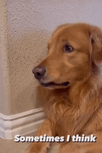 A Dog Is Sitting Next To A Wall With The Words Sometimes I Think Written On It . GIF