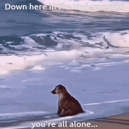 A Dog Is Sitting On A Beach With A Caption That Says Down Here In The Underground You 'Re All Alone GIF
