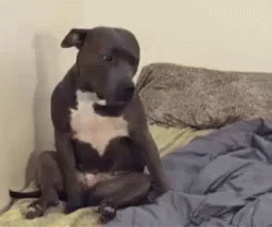 A Dog Is Sitting On A Bed With A Blanket On It . GIF