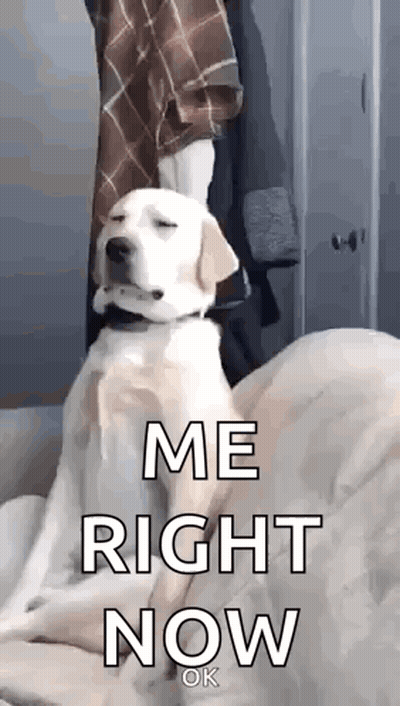 A Dog Is Sitting On A Bed With Its Eyes Closed And The Words `` Me Right Now '' Written On It . GIF