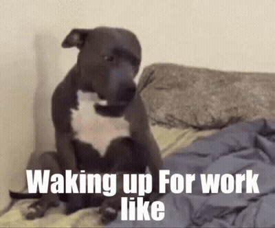 A Dog Is Sitting On A Bed With The Words Waking Up For Work Like Written Below It . GIF
