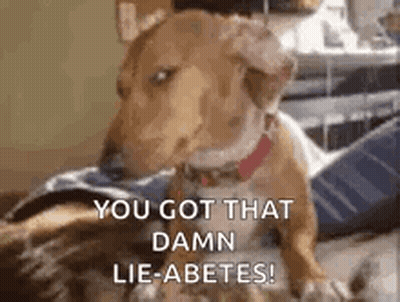 A Dog Is Sitting On A Bed With The Words `` You Got That Damn Lie-Abetes ! '' GIF