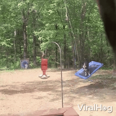 A Dog Is Sitting On A Blue Blanket In A Yard With The Words Viralhog Below It GIF