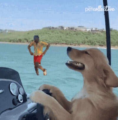 A Dog Is Sitting On A Boat And Looking At A Man In The Water GIF
