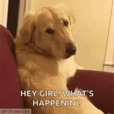 A Dog Is Sitting On A Couch Looking At The Camera And Saying `` Hey Girl ! What 'S Happening ? '' GIF