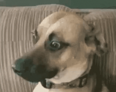 A Dog Is Sitting On A Couch Looking At The Camera . GIF
