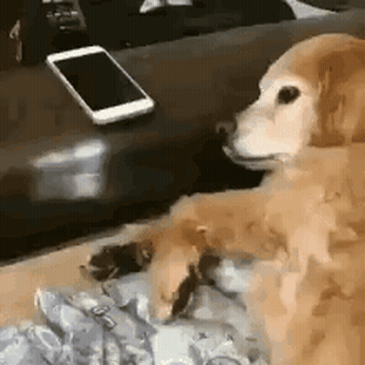 A Dog Is Sitting On A Couch Next To A Cell Phone And A Remote Control . GIF