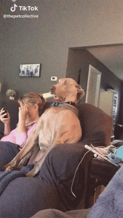 A Dog Is Sitting On A Couch Next To A Woman Who Is Covering Her Eyes GIF
