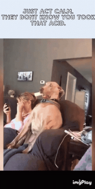 A Dog Is Sitting On A Couch Next To A Woman Who Is Covering Her Face GIF