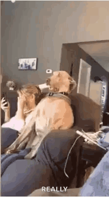 A Dog Is Sitting On A Couch Next To A Woman Who Is Holding A Cell Phone . GIF