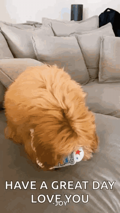 A Dog Is Sitting On A Couch Wearing A Clown Costume . GIF