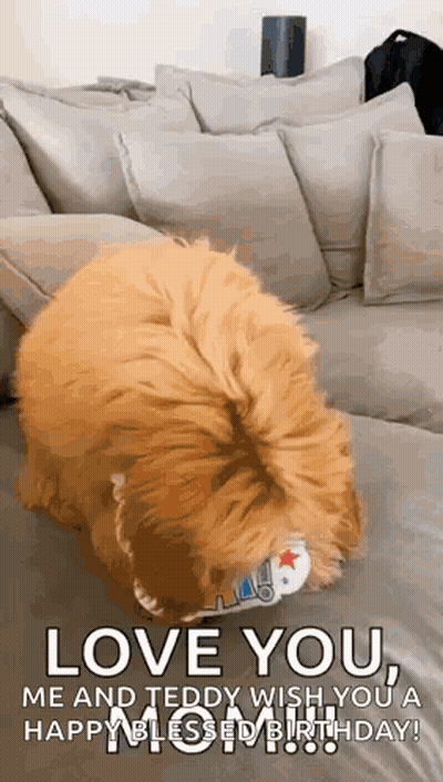 A Dog Is Sitting On A Couch With A Toy In Its Mouth And A Birthday Message . GIF