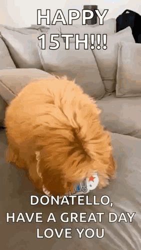 A Dog Is Sitting On A Couch With A Toy In Its Mouth And Says `` Happy 15Th ! '' GIF