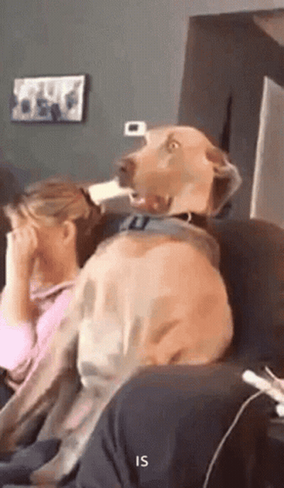 A Dog Is Sitting On A Couch With Its Head On A Woman 'S Head . GIF