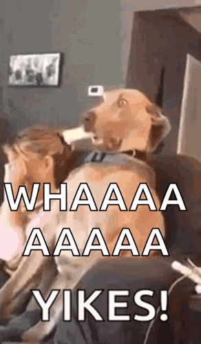 A Dog Is Sitting On A Couch With Its Head On A Woman 'S Lap And Yawning . GIF