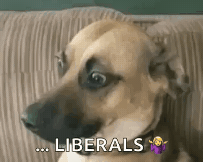 A Dog Is Sitting On A Couch With The Words Liberals Written On The Bottom . GIF