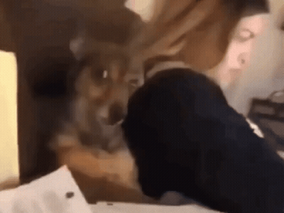 A Dog Is Sitting On A Person 'S Lap And Looking At Something GIF