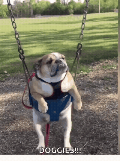 A Dog Is Sitting On A Swing In A Park With The Words Doggies Written Below It GIF