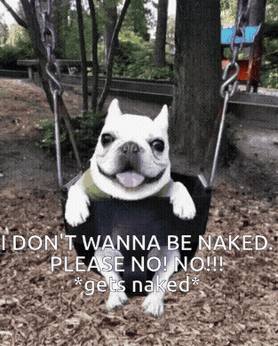 A Dog Is Sitting On A Swing That Says " I Don T Wanna Be Naked Please No No !! " GIF