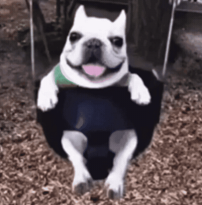 A Dog Is Sitting On A Swing With Its Tongue Out . GIF