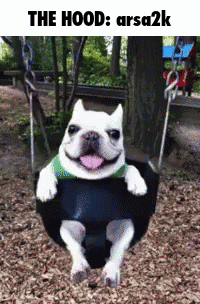 A Dog Is Sitting On A Swing With The Words The Hood Arsa2k Below It GIF
