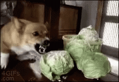 A Dog Is Sitting On A Table Eating Cabbage . GIF