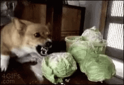 A Dog Is Sitting On A Table Eating Cabbage . GIF