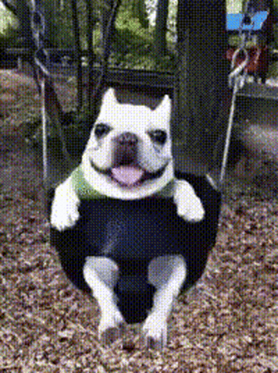 A Dog Is Sitting On A Tire Swing And Smiling . GIF