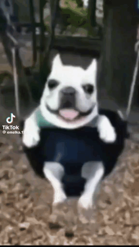A Dog Is Sitting On A Tire Swing With Its Tongue Hanging Out . GIF