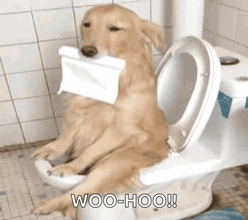A Dog Is Sitting On A Toilet Holding A Piece Of Toilet Paper . GIF