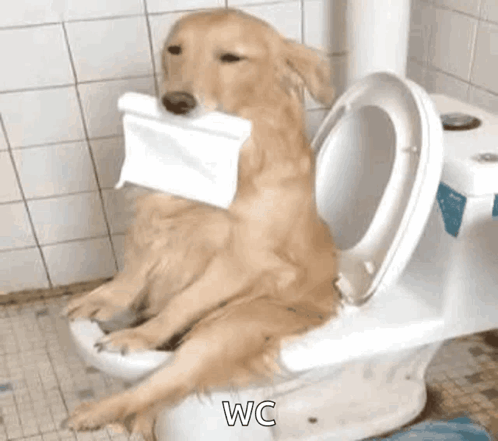 A Dog Is Sitting On A Toilet Holding A Piece Of Toilet Paper . GIF