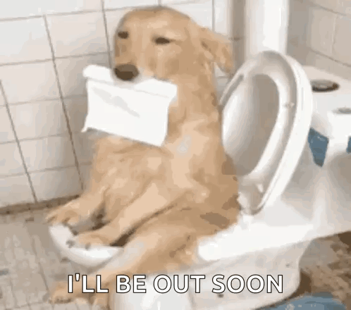 A Dog Is Sitting On A Toilet With A Roll Of Toilet Paper In His Mouth . GIF