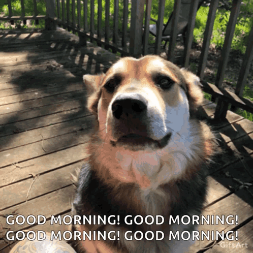 A Dog Is Sitting On A Wooden Deck With The Words Good Morning Written Below It GIF