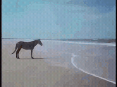 A Dog Is Sitting On The Beach In The Water GIF