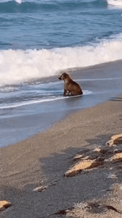 A Dog Is Sitting On The Beach Near The Ocean Looking At The Waves . GIF