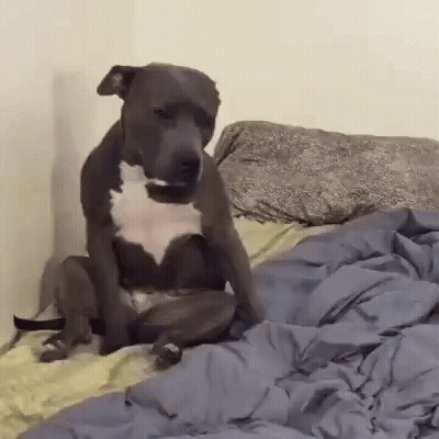 A Dog Is Sitting On Top Of A Bed With A Blanket On It . GIF