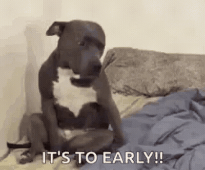 A Dog Is Sitting On Top Of A Bed With The Words `` It 'S To Early '' . GIF