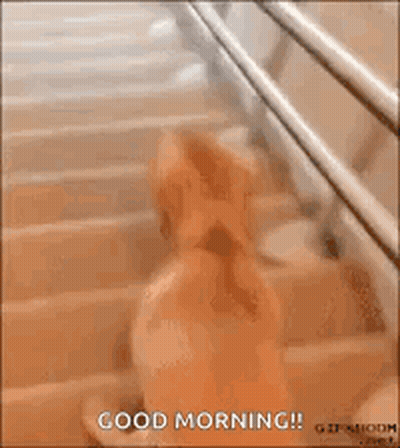 A Dog Is Sitting On Top Of A Set Of Stairs With Its Legs Crossed . GIF