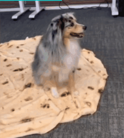 A Dog Is Sitting On Top Of A Tortilla Blanket GIF
