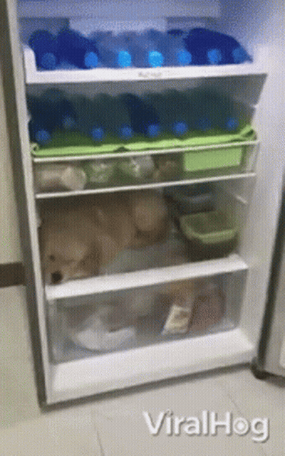 A Dog Is Sleeping In A Refrigerator That Is Full Of Food GIF