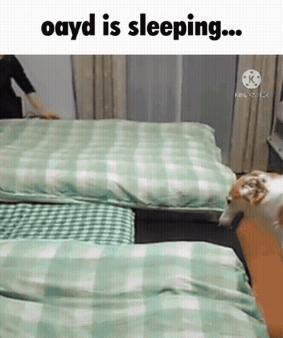 A Dog Is Sleeping On A Bed With A Person Standing Next To It GIF