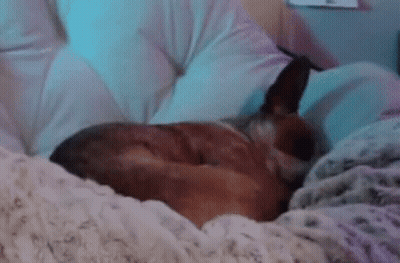 A Dog Is Sleeping On A Bed With A Pillow And Blanket . GIF