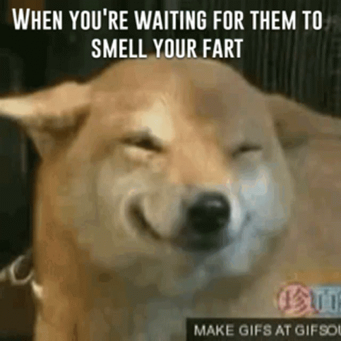 A Dog Is Smiling And Looking At The Camera While Waiting For Them To Smell Your Fart . GIF